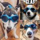 thumbnail image 5 of Gafas de sol para perros - Correa ajustable para gafas de sol con protección UV - Protección impermeable para perros pequeños y medianos, color azul, 5 of 5