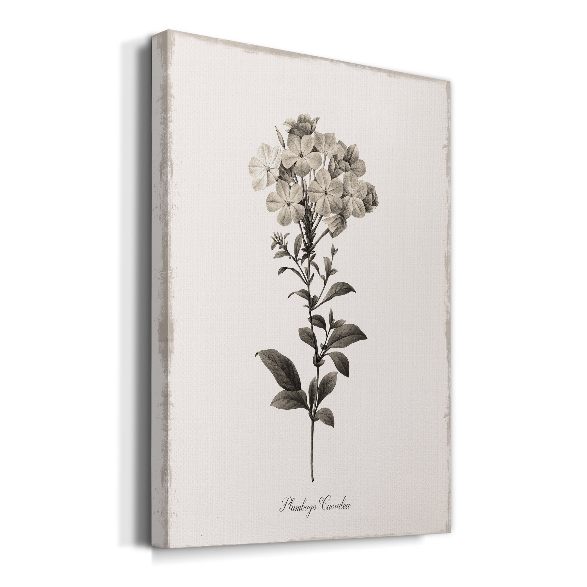Sketchbook Leadwort Premium Gallery Wrapped Canvas - Ready to Hang - 40 x 60