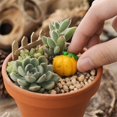 thumbnail image 4 of Halloween Miniature Ornaments, Tiny Spooky Figurines for Plants, Cute Micro Landscape Decor, Small Craft Props for Fairy Garden Desktop Holiday Decoration, 4 of 8