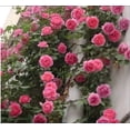 thumbnail image 3 of 100 Seeds Multi Color Mix Rose Plant Seeds, Perennial, Vine Climber, Fragrant, 3 of 9