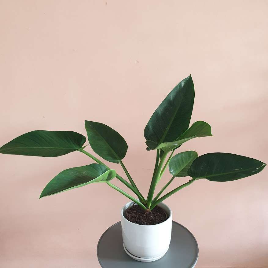 Philodendron Congo Green Live Plant for Indoor | Different Houseplants in 4'' & 6'' Pot | Real House Plant for Living Room, Office, Desk & Bathroom | Congo Green