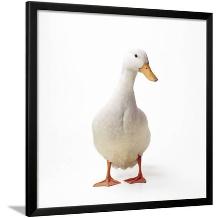 Aylesbury Ducks - Aylesbury Duck Domestic Framed Print Wall Art