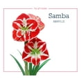 thumbnail image 2 of Direct Gardening - Samba Red and White Flowering Amaryllis Bulb Gift Kit - One Dormant Bulb Pre-planted in a Metallic Decorative Planter, 2 of 5