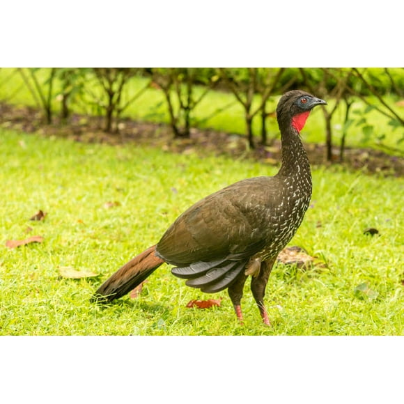 Costa Rica, Arenal Crested guan on ground Credit as: Cathy & Gordon Illg / Jaynes Gallery Poster Print by Jaynes Gallery (36 x 24) # SA22BJY0306
