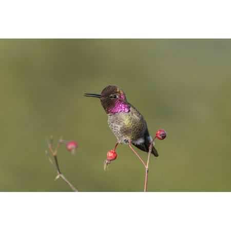 USA, Washington State. male Anna's Hummingbird flashes his iridescent gorget. Print Wall Art By Gary (Best Flash For Bird Photography)