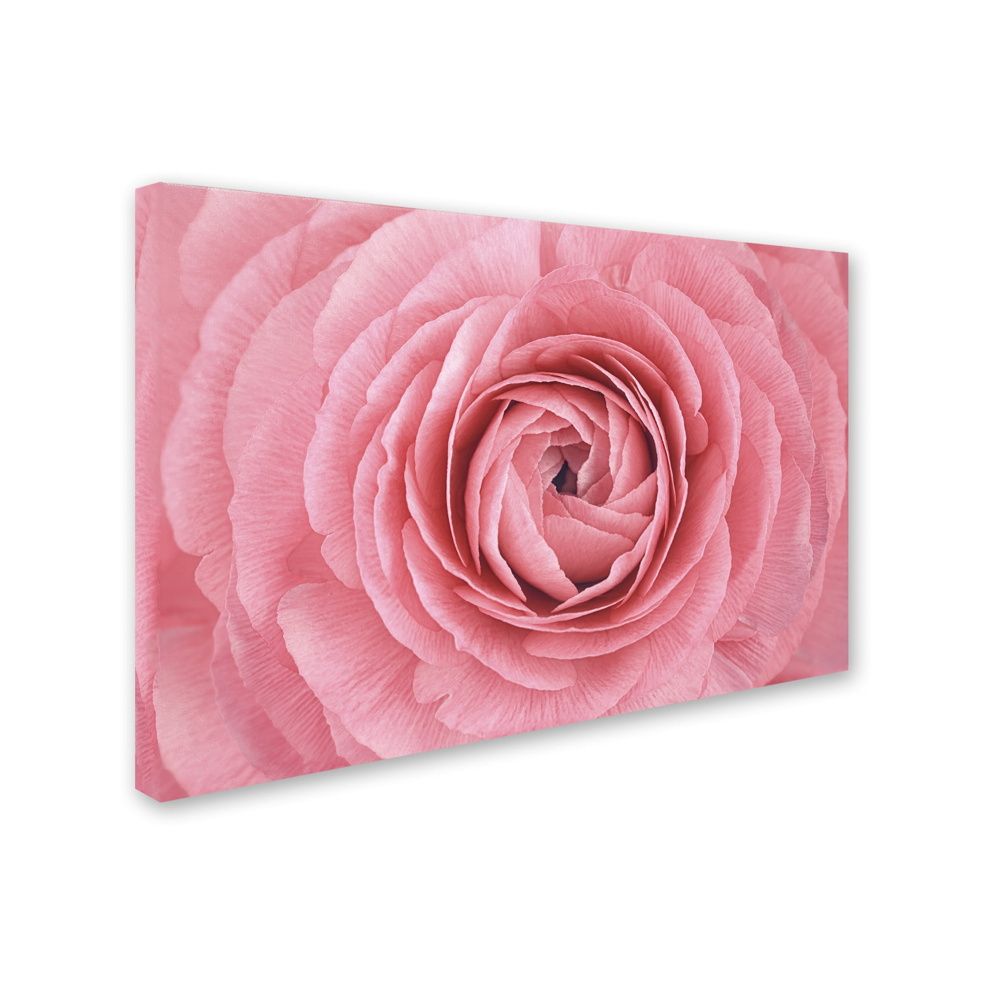 Trademark Fine Art 'Pink Persian Buttercup Flower' Canvas Art by Cora Niele