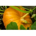 thumbnail image 2 of Horton, Janet 32x23 White Modern Wood Framed Museum Art Print Titled - Issaquah-Washington State-USA Pumpkin ready to harvest, 2 of 4