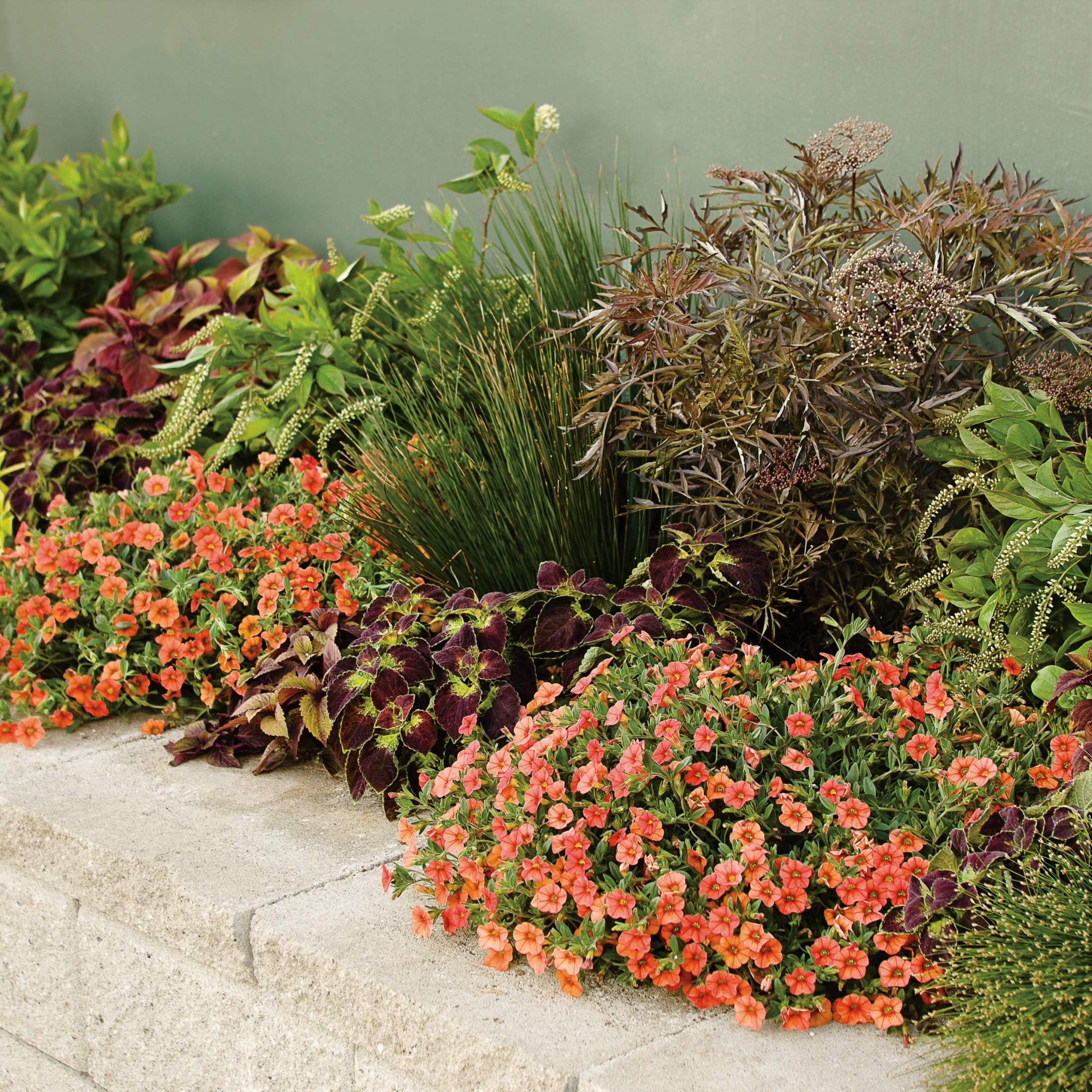 Proven Winners 4" Orange Superbells Dreamsicle Calibrachoa Live Plant in 4.25" Pot (4 Count)