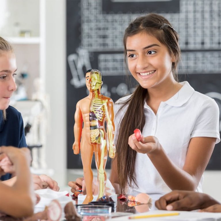 Science Can Human Body Model For Kids - Interactive Anatomy Model With 17 Pcs Removable Human Torso Stem Educational Science Kit For Kids Aged 8~p109051144