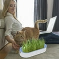 Lona Cat Grass Planting Box Set Chewing Set Cat Grass Kitten Grass