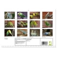 thumbnail image 2 of Budgies (Monthly Wall Calendar 2026 16.5 x 23.4 (open)), CALVENDO 14 Month Calendar, 2 of 9