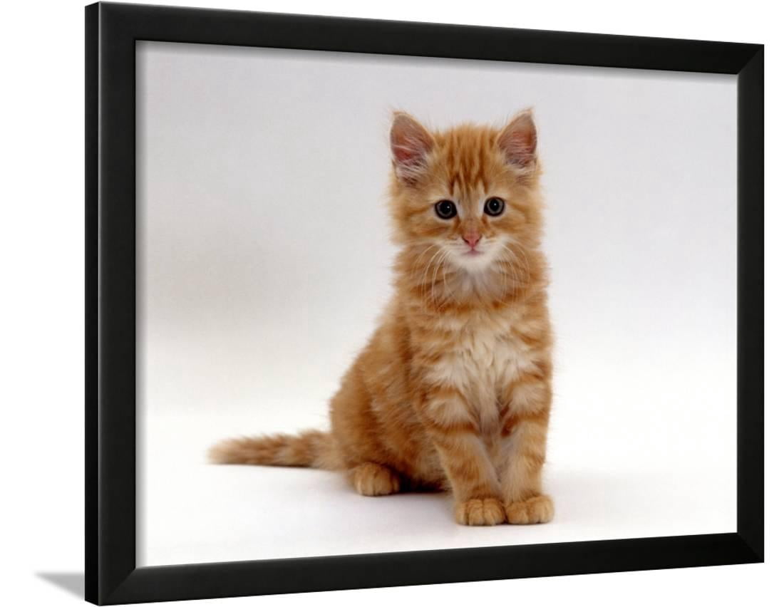 Domestic Cat 8 Weeks Fluffy Ginger Male Kitten Framed Print Wall Art By Jane Burton Walmart Com