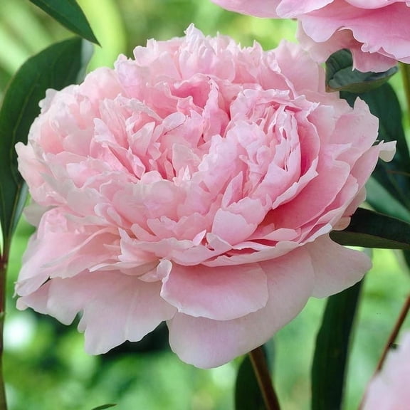Sarah Bernhardt Peony Bare Root Bulb 5-7 Eyes – Fragrant Pink Blooms, Hardy Perennial Flower for Spring Garden, Free Shipping