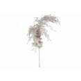 thumbnail image 4 of Natural Dry Pampas - Set of 6, 4 of 4