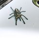thumbnail image 4 of sweethay 1 uds/2 uds 3D pegatina de araña divertida cabeza de coche cola personalidad pegatinas de araña decoración DIY decoración Automoción decorativa y accesorios Negro sweethay CZ10675-01, 4 of 6
