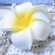 thumbnail image 5 of Broche de pinza para el pelo Salvador Plumeria Frangipani Accesorio de cabeza para mujer, 5 of 10