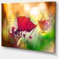 thumbnail image 2 of Poppy Flowers with Bokeh Background - Floral Canvas Art Print, 2 of 3