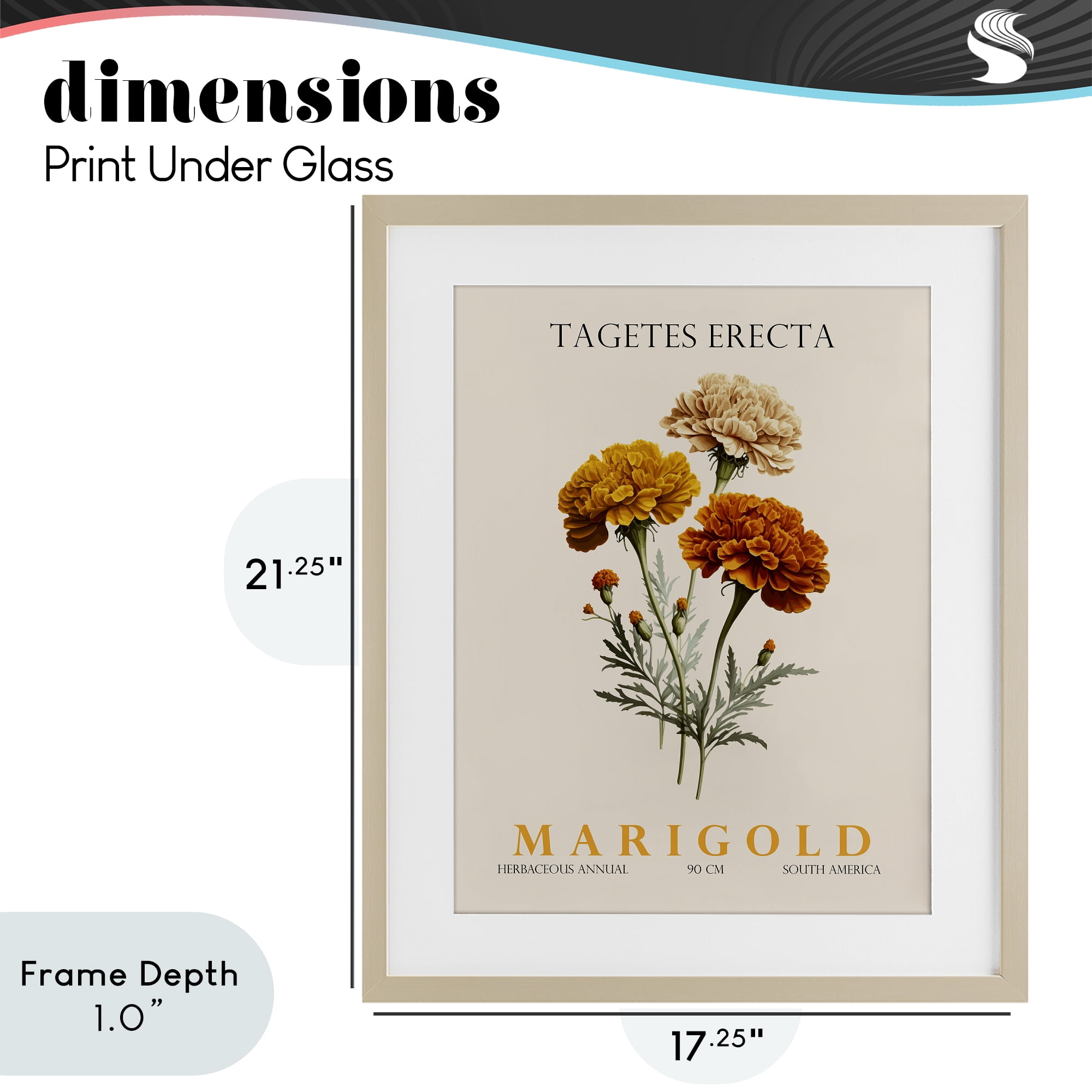 Stupell Industries Natural Marigold Bundle Birch Framed Print Under Glass, design by Christopher Giampietro