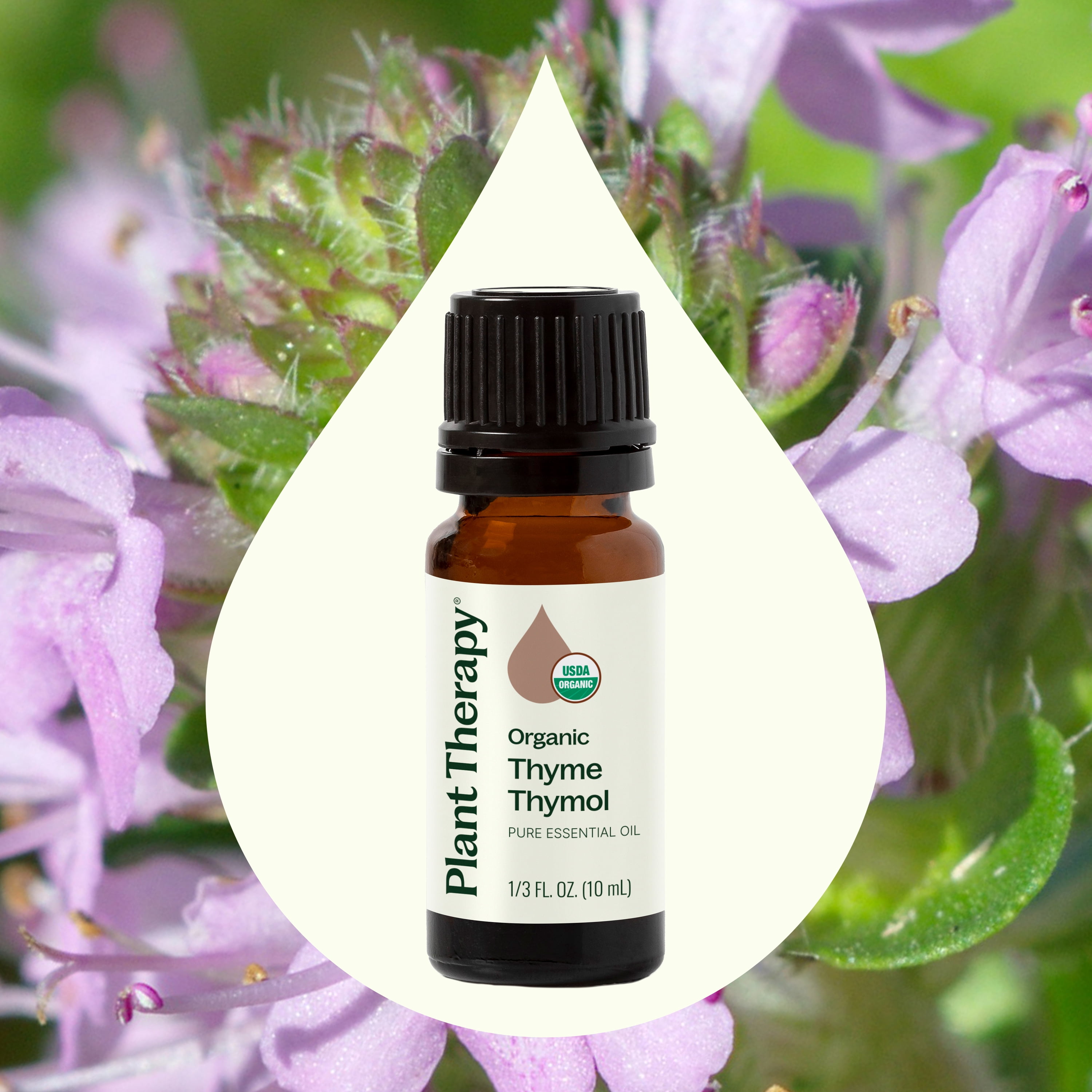 Plant Therapy Thyme Thymol Organic Essential Oil 10 mL (1/3 oz) 100% Pure, Undiluted, Natural Aromatherapy