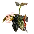 thumbnail image 3 of Harmony's Charisma Angel Wing, 6 inch Cane Begonia Huge Silver Tip Pink Flower Polkadots Jagged, 3 of 4