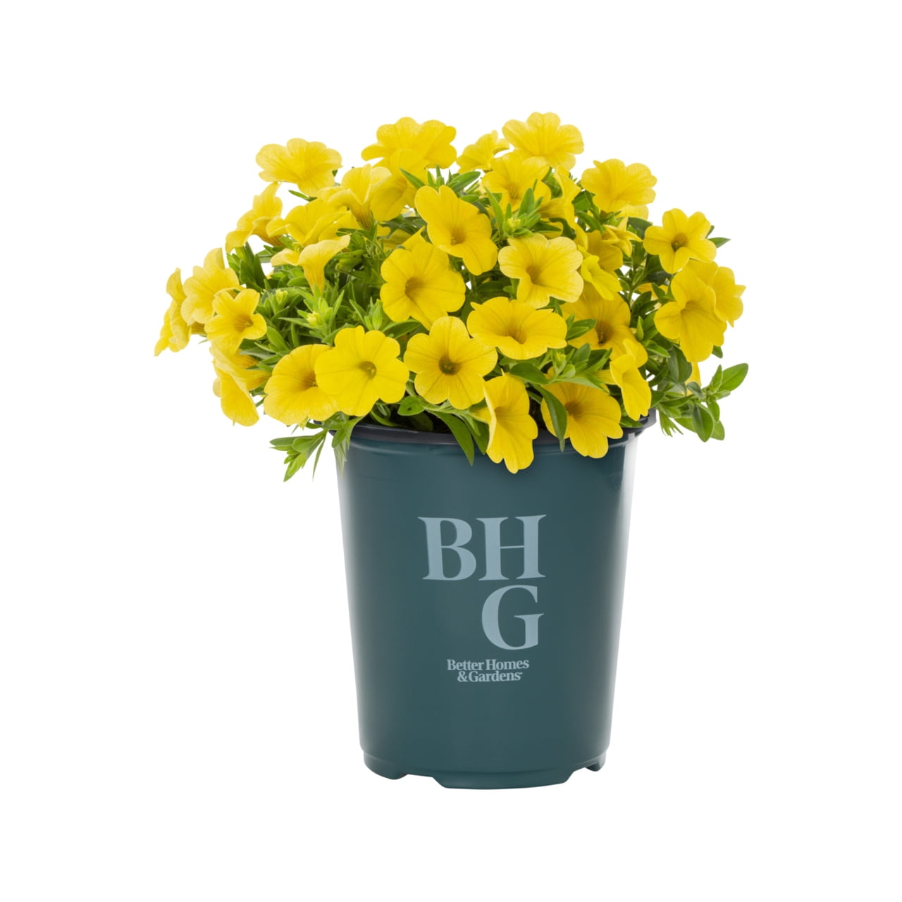 Better Homes & Gardens 1.5PT Yellow Calibrachoa Live Annual Plant Sun 5-Pack