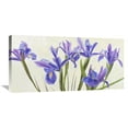 thumbnail image 1 of Global Gallery Elena Dolci 'Iris' Canvas Wall Art, 1 of 4