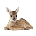 thumbnail image 2 of Portrait Roe Deer Fawn Wall Decal by Wallmonkeys Peel and Stick Graphic (36 in W x 29 in H) WM349827, 2 of 4