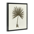 thumbnail image 3 of Stupell Industries Vintage Study of Palm Leaf Floral Painting Black Floater Framed Canvas Art Print Wall Art, 25 x 31, 3 of 9