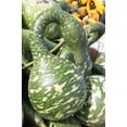 thumbnail image 4 of 15 Seeds GOOSENECK / Bottle / SWAN GOURD Lagenaria Siceraria Vine Seeds, 4 of 11