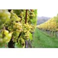 thumbnail image 5 of Vino Blanco Albari&ntilde;o Segrel 750 ml., 5 of 5