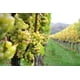 thumbnail image 5 of Eiral Vino Blanco 750 mL, 5 of 5