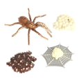 thumbnail image 1 of Figurilla de Aprendizaje 2x de Modelos Naturaleza Bug Crecimiento Perfke Juego de crecimiento de insectos para niños, 1 of 9