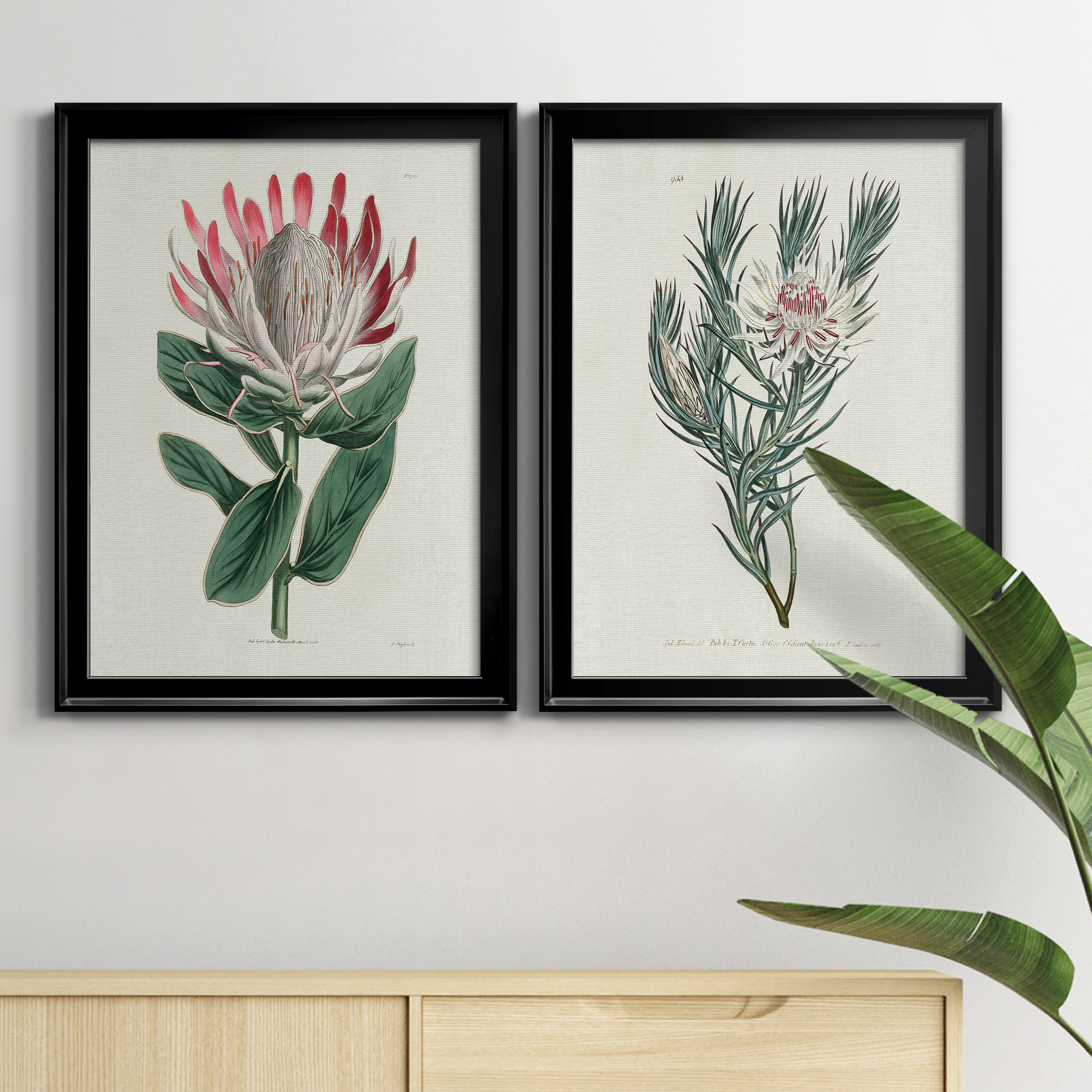 2 Piece Set Protea N13 Premium Framed Canvas - Ready to Hang - 22.5 x 30.5 Each - Black Frame