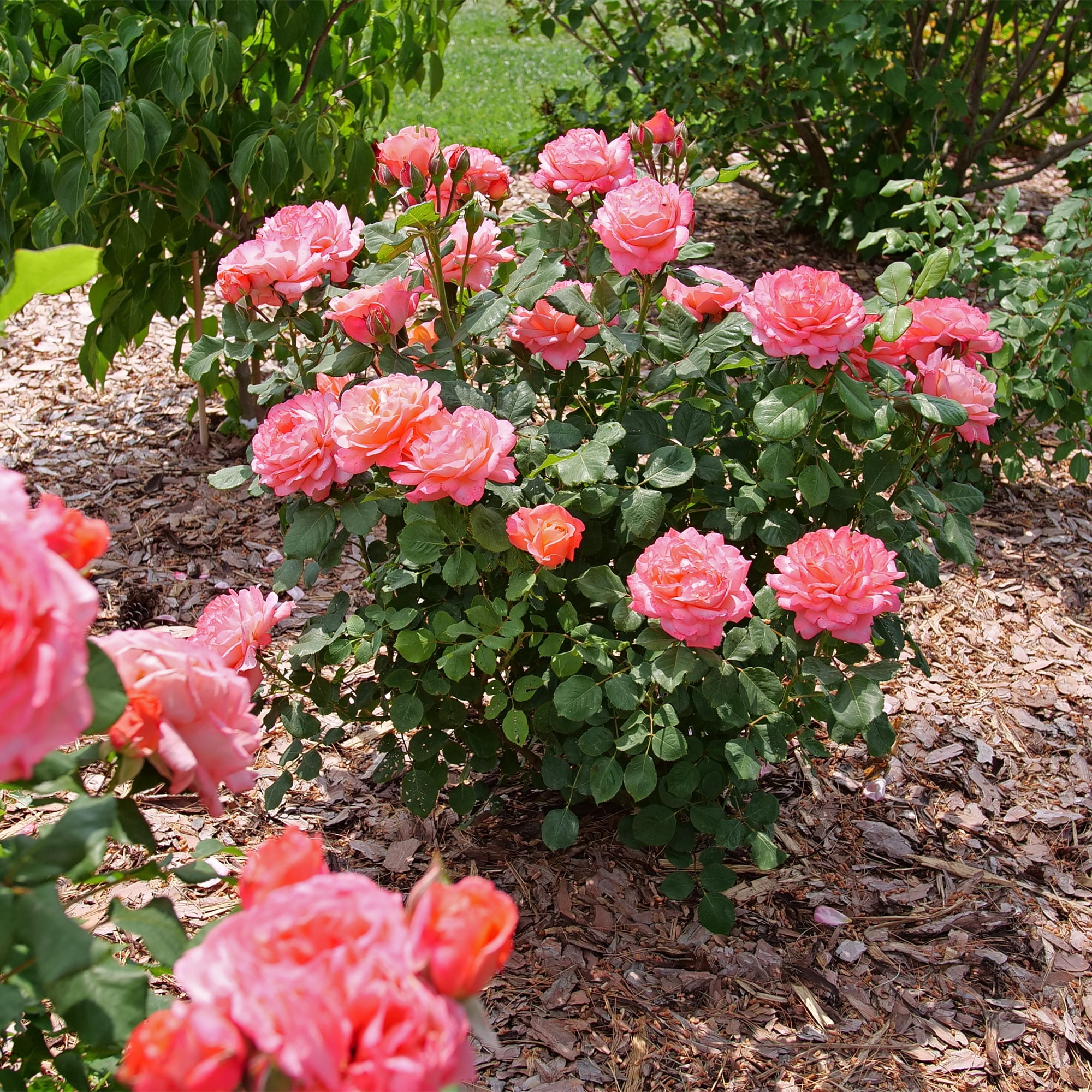 Proven Winners ColorChoice Reminiscent Coral Rose Live Shrub (2 Gallon)