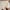 Beige, variant on Summer Savings Clearance Mrasaso Shorts for Women Fashion Women's Solid Loose Casual Shorts High Waisted Ladies Shorts
