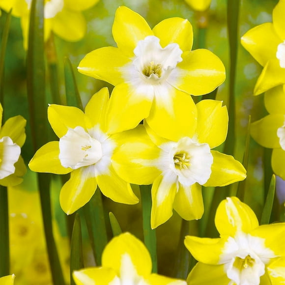 TASC Narcissus Flower Bulbs-Narcissus Jonquilla and Apodanthus-Verdin (10 Bulbs)