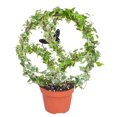 thumbnail image 4 of Soporte decorativo Ticfox para plantas enrejado Negro, 4 of 12