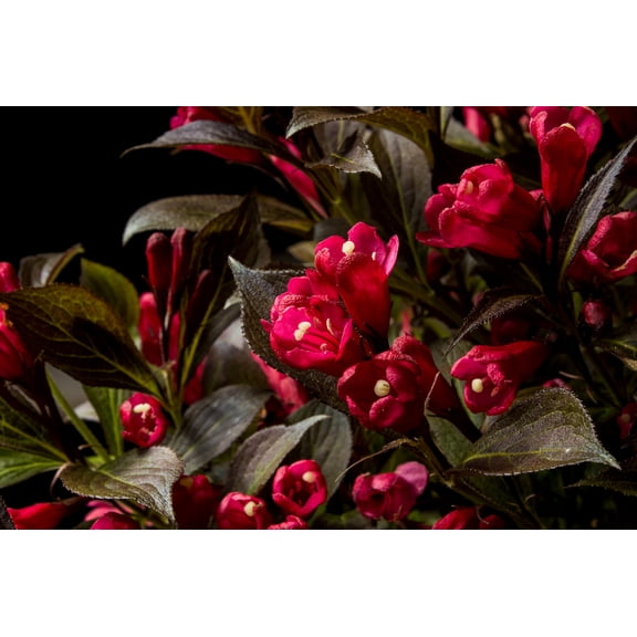 Bloomin' Easy Jumbo Pint Electric Love Weigela Live Shrub