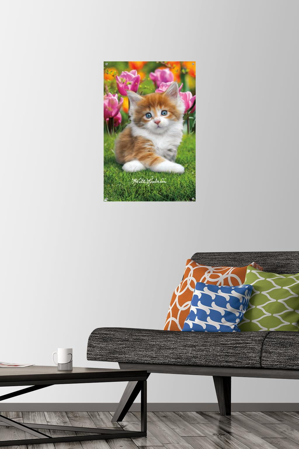 Keith Kimberlin - Maine Coon Kitten Wall Poster with Pushpins, 14.725" x 22.375"