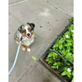 thumbnail image 5 of Fable - Signature Dog Leash, 5 of 11