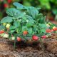 thumbnail image 4 of 6 paquetes de soportes para fresas, soporte portátil para fresas con 4 patas resistentes, juegos de soporte ajustables, 4 of 5