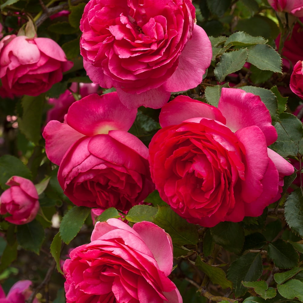 Heirloom Roses Eden Climbing Rose - Thumbnail 3