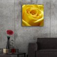 thumbnail image 5 of Epic Art 'Yellow Rose' by Photoinc Studio, Acrylic Glass Wall Art, 24"x24", 5 of 9