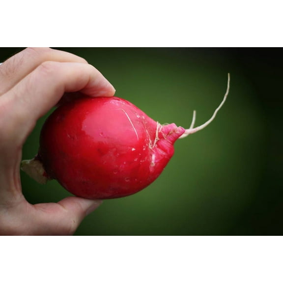 500 Seeds CHAMPION RADISH Sweet Scarlet Red Raphanus Sativus Root Vegetable Seeds