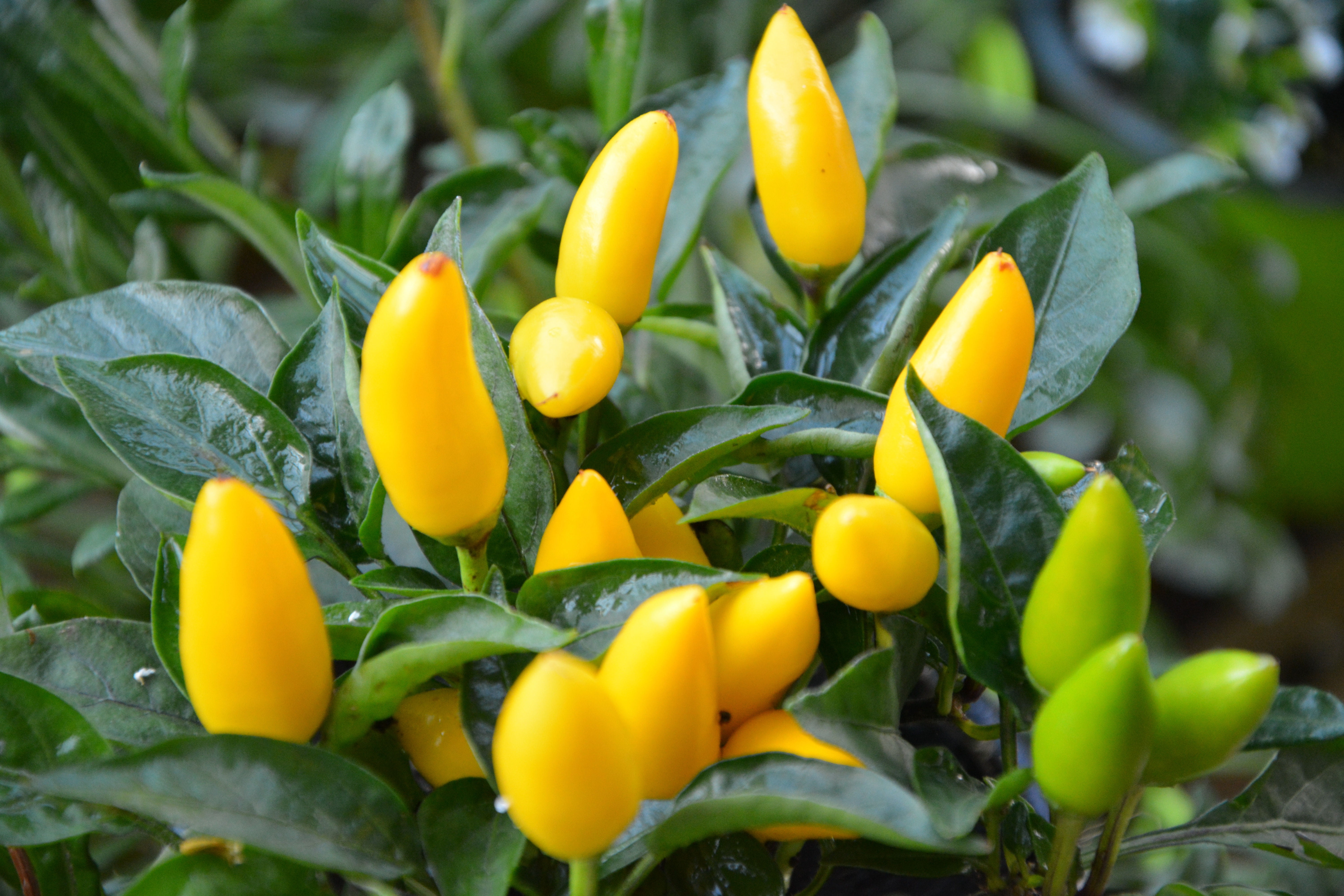 Heirloom Non GMO  Bright Yellow Colored Fruit Goldfinger Pepper Seeds 