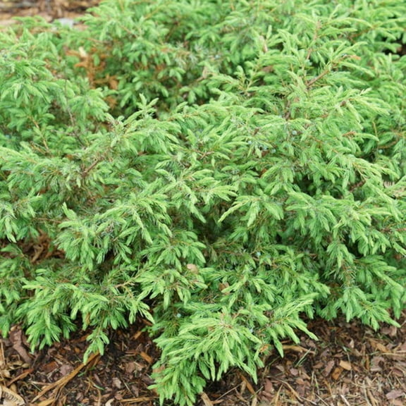 Tortuga® Juniper