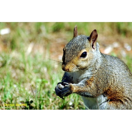 Playful Squirrels - Laminated Poster Wild Wildlife Rodent Squirrel Animal Creature Poster Print 24 x 36