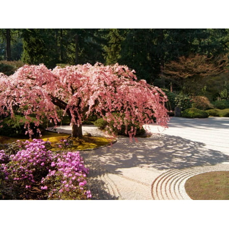 Cherry Tree Blossoms Over Rock Garden in the Japanese Gardens, Washington Park, Portland, Oregon Print Wall Art By Janis (Best Dog Parks In Portland)
