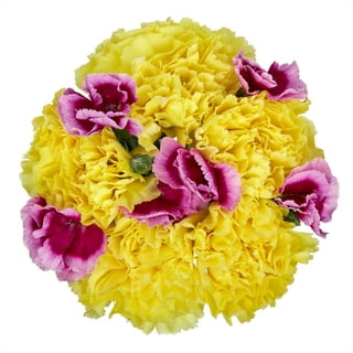 Light Pink Carnation Flowers buy bulk flowers- JR Roses