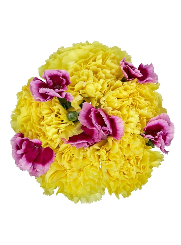Carnations in All Flowers